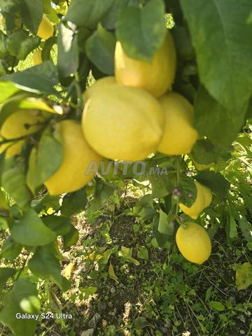 Citron quatre saisons de haute qualité - 2