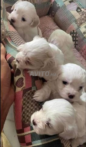 بيشون مالطي