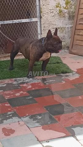 بولدوج فرنسي