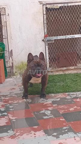 بولدوج فرنسي - 2