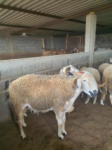 خروف عيد الأضحى - 2