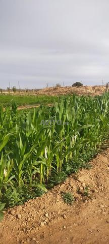 مزرعة 2 هكتار مجهزة فصاد - 2