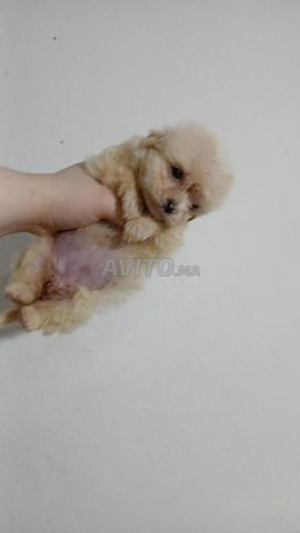 Chiot Caniche Nain de race pure - 2