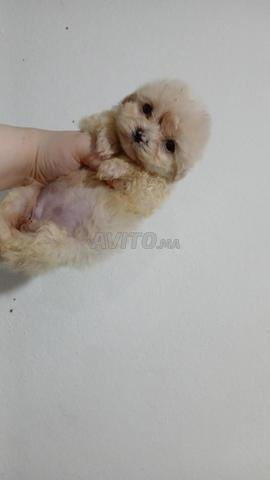 بودل قزم نقي السلالة