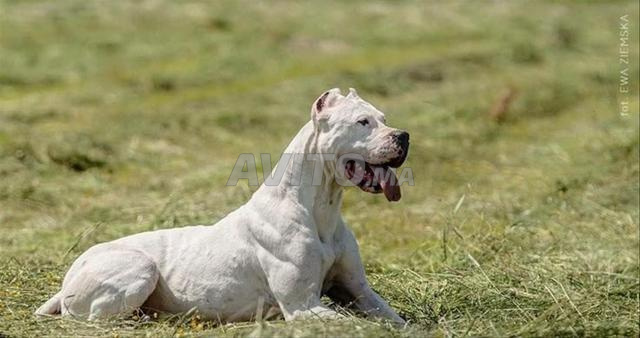 جرو دوغو أرجنتينو