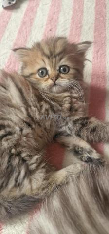 بريتيش فضي وذهبي ذكر وأنثى - 2