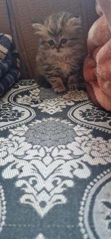 بريتيش فضي وذهبي ذكر وأنثى