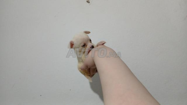 Super chiots chihuahua poupée pure race - 2