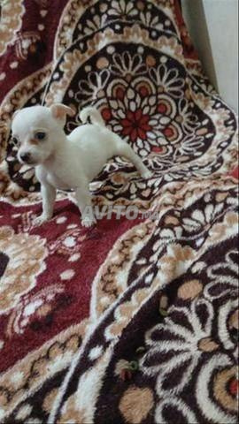 كلاب شيواوا صغيرة جداً نقية السلالة