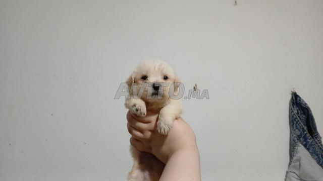 بيشون مالطي نقي السلالة عمره 45 يوم