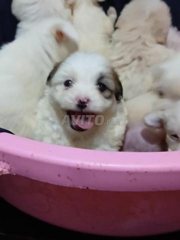 كلاب بيشون هافانيز أصيل مصغر