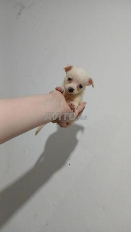 جرو شيه تزو بابيون. لعبة سلالة نقية - 2