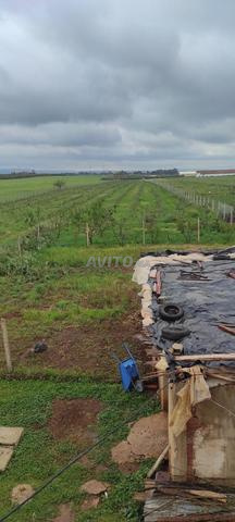 أرض مسجلة بمساحة 2 هكتار مع منزل للبيع - 2