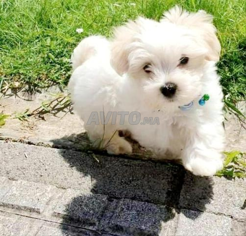 بيشون مالطي