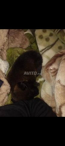 كلب الراعي الألماني - 2