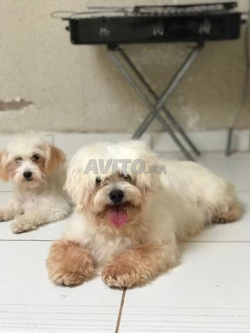 أنثى بيشون مالطي عمرها 8 أشهر و 3 أشهر