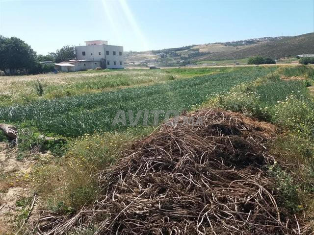 أرض فلاحية محفظة للبيع، الخرجة دتطوان، فالطريق دطنجة