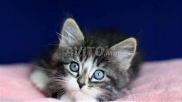 قطة أنجورا صغيرة العمر - 2