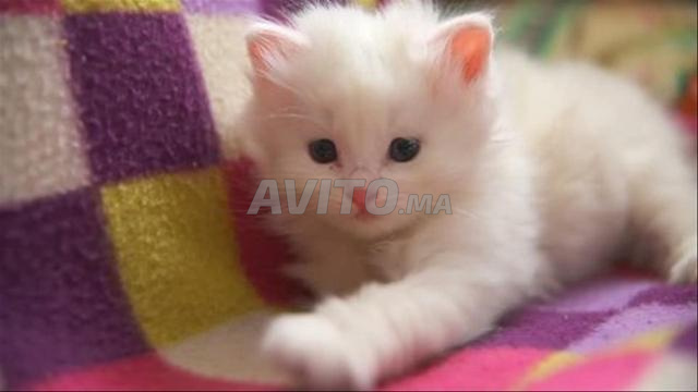 قط شيرازي تركي صغير - 2