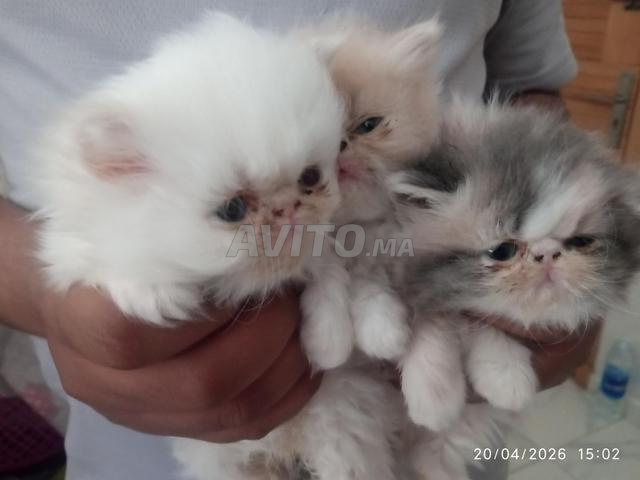 قطط فارسية للبيع