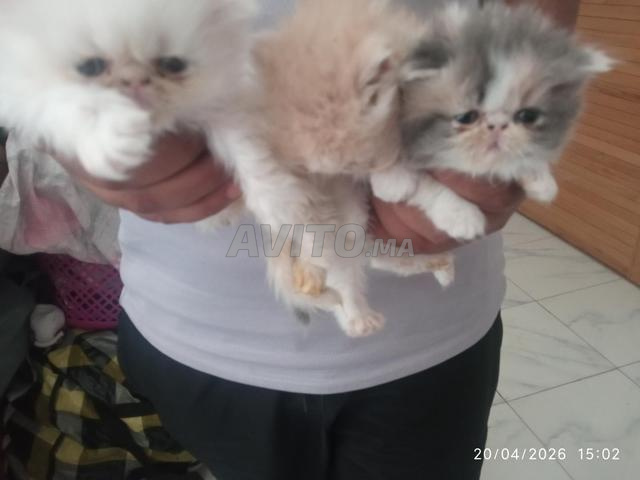 قطط فارسية للبيع - 2
