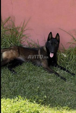 Berger belge malinois pedigree مالينوا بيديگري
