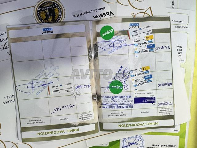 Berger belge malinois pedigree مالينوا بيديگري - 2