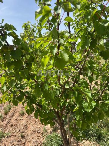 مزرعة جميلة جداً للبيع بالقرب من مرجانة. - 2