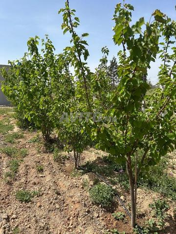مزرعة جميلة جداً للبيع بالقرب من مرجان. - 2