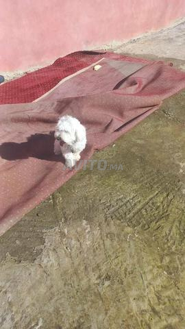 بيشون مالطي - 2