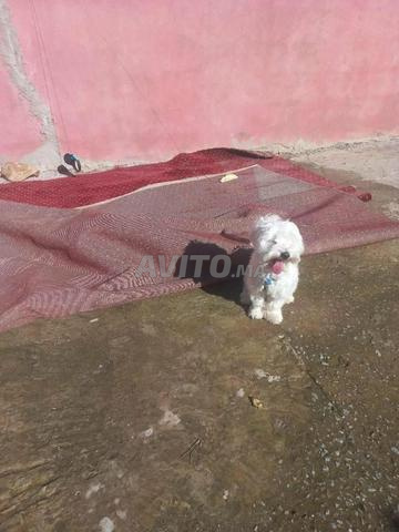 بيشون مالطي