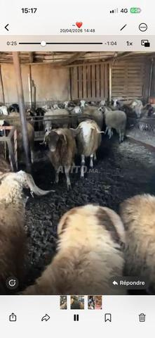 🐏 للبيع نواحي الرباط - 2