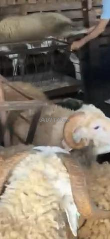 🐏 للبيع نواحي الرباط