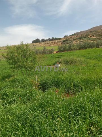 Fermette titrée de 3187 m2 à vendre à Ain Leuh - 2