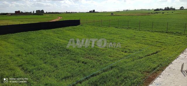 أراضي ومزارع مسجلة في منطقة بئر الجديد - 2