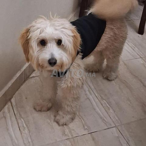 بيشون هافانيز - 2