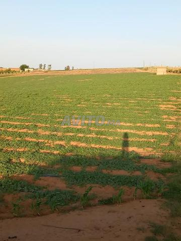 أرض فلاحية مسجلة وسياج - 2