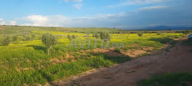 Terrain agricole à 20 minutes de Colimou - 2