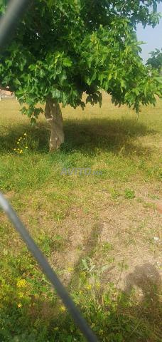 Terrain à vendre - 2