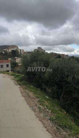 أرض 560 متر بملوسة طنجة - 2