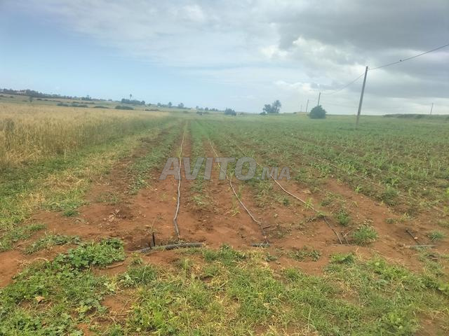 أرض فلاحية مسجلة - 2