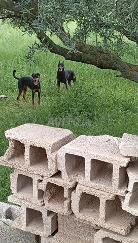 Mâle et femelle Doberman - 2