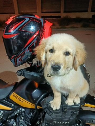 Golden Retriever - 2