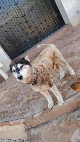 🚨 Don urgent de chien 🐶 🐾 - 2