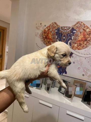 Golden Retriever mâle et femelle disponibles - 2