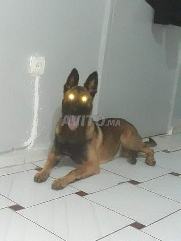 Malinois grande et ses petits - 2