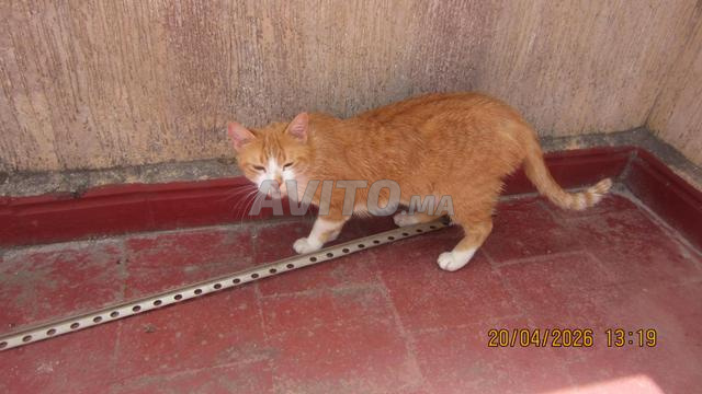 أربعة قطط حديثي الولادة مع أمهم القطة - 2