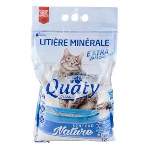 قطة صغيرة بنغالية - 2