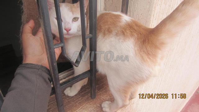 Deux chatons joueurs âgés de 9 mois - 2