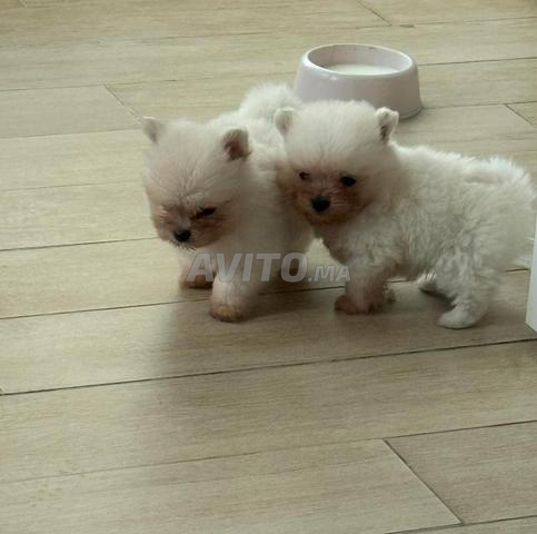 جرو سبيتز مالطي قزم - 2